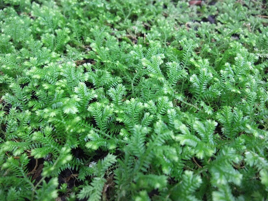 Krauss'sche Selaginelle (Selaginella kraussiana) mit feiner goldungrun-Textur