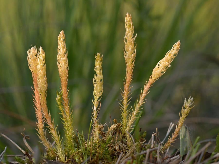 Selaginella selaginoides Moosfarn in naturlichem alpinem Lebensraum