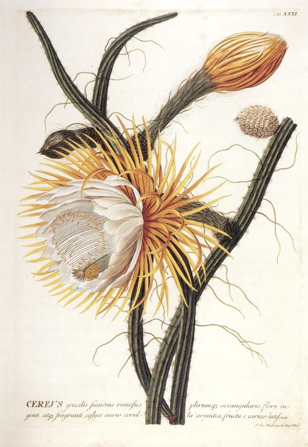 Night-blooming cereus with large white fragrant flowers