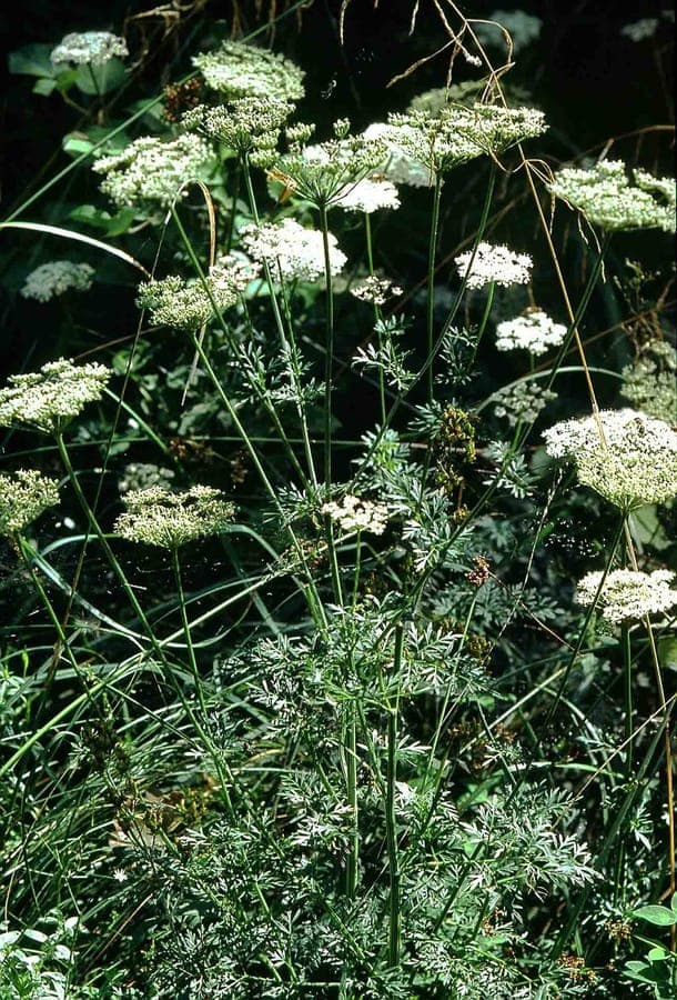 Cambridge milk-parsley plant with white flower umbels and finely divided foliage