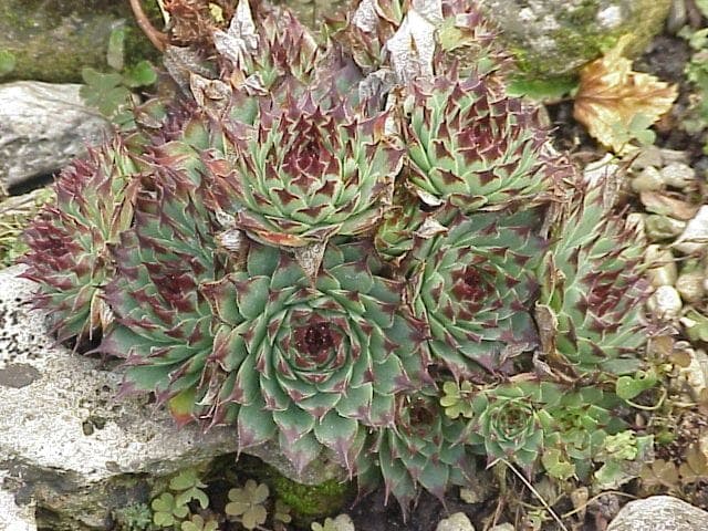 Sempervivum calcareum formant des rosaces resserrees avec des feuilles distinctement teintees de rouge