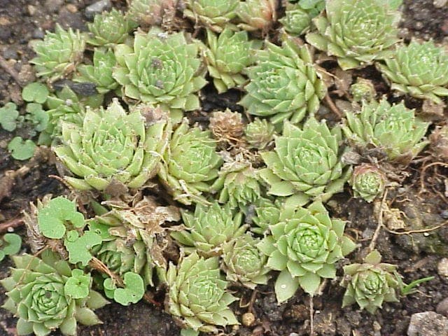 Sempervivum ciliosum in bloei