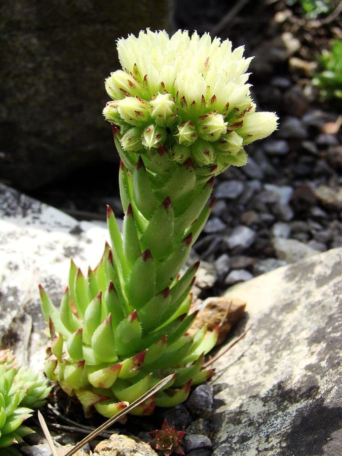 Sempervivum globiferum en pleine lumière, avec de petites rosettes qui se déplacent via des stolons sur un sol graveleux
