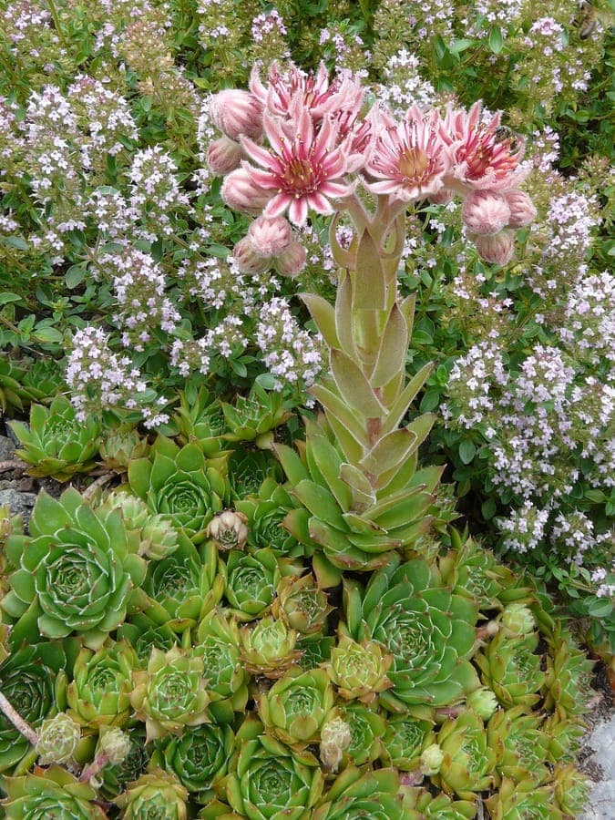 Marmelevende (Sempervivum marmoreum) toont kenmerkende paarse-grijze bladrozetten
