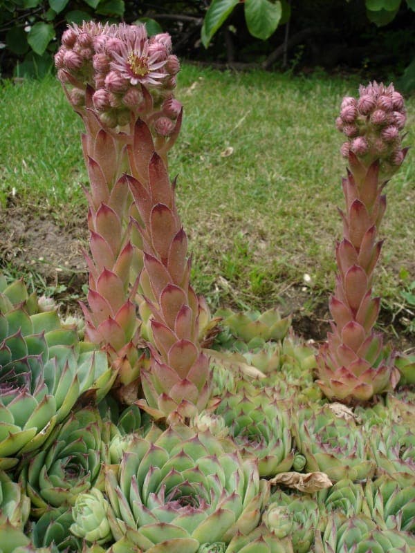Mountain house-leek (Sempervivum montanum) with purple flowers