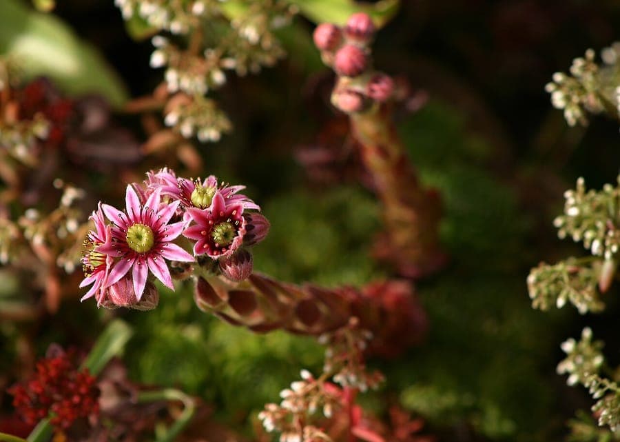 Houseleek (Sempervivum tectorum) rosettes and pink flowers