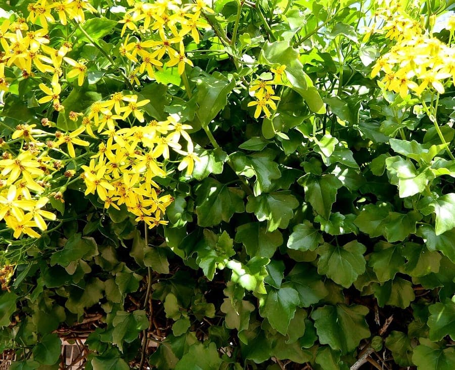 Cape-ivy met geel-oranje bloemen en groen bladerdak