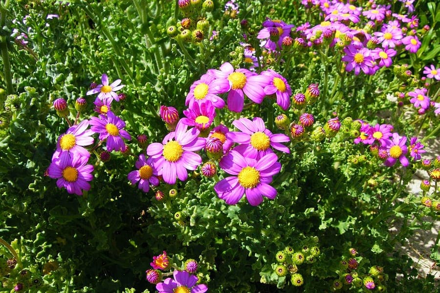 Senecio elegans plant met paarse bloemen en zilvergeel blad