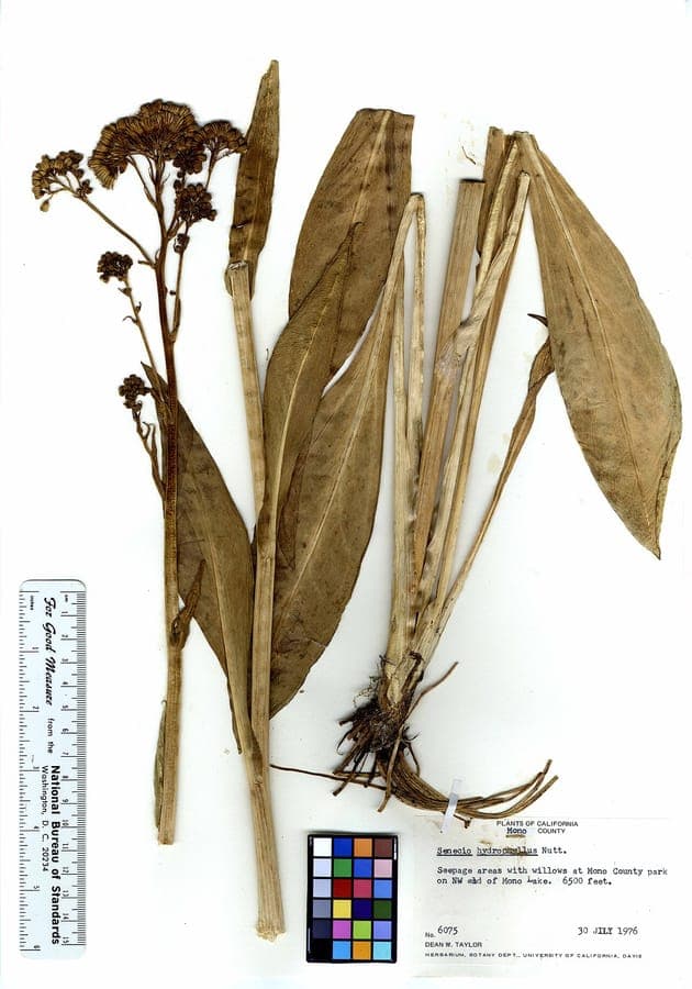 Senecio hydrophiloides bluehende Pflanze im feuchten Lebensraum