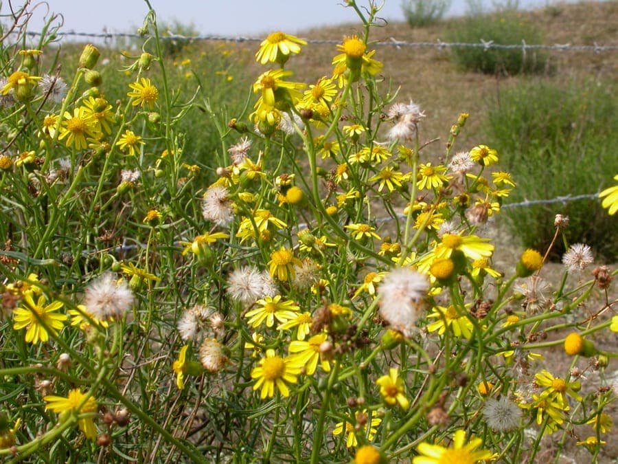 South African ragwort with bright yellow daisy flowers