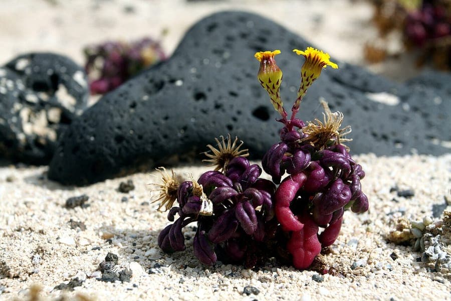 Senecio leucanthemifolius with silvery foliage and yellow flowers