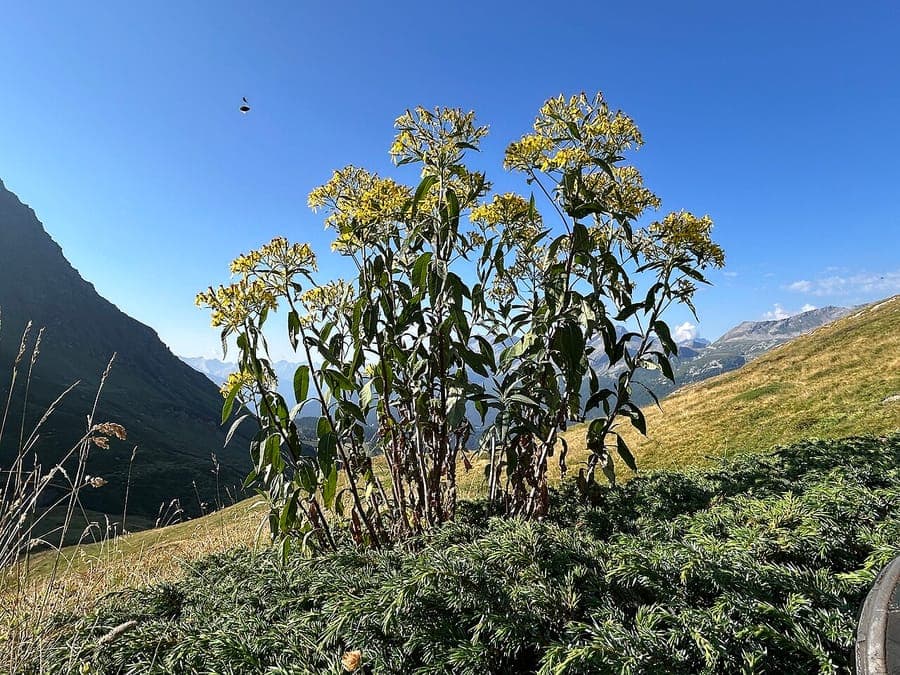 Senecio ovatus avec fleurs jaunes et feuilles ovales