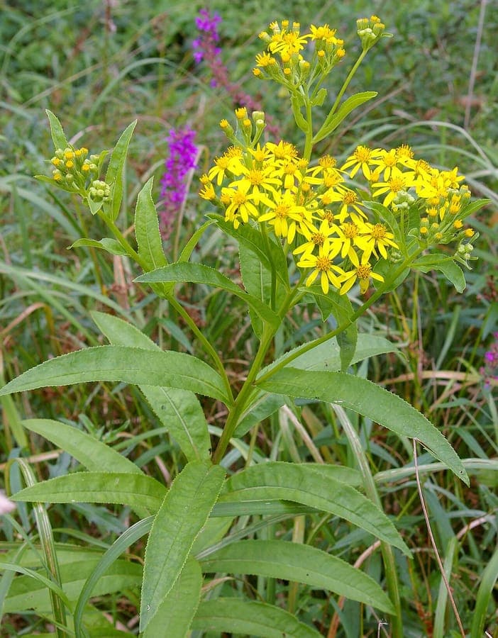 Senecio sarracenicus wachsend an Wasserkante mit gelben Bluten