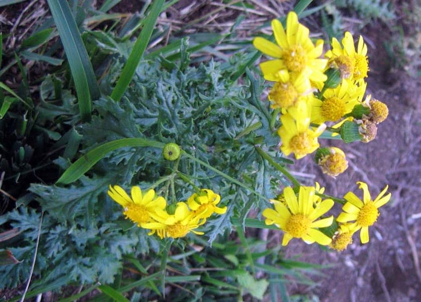 Senecio squalidus Oxford Ragwort mit gelben Bluten