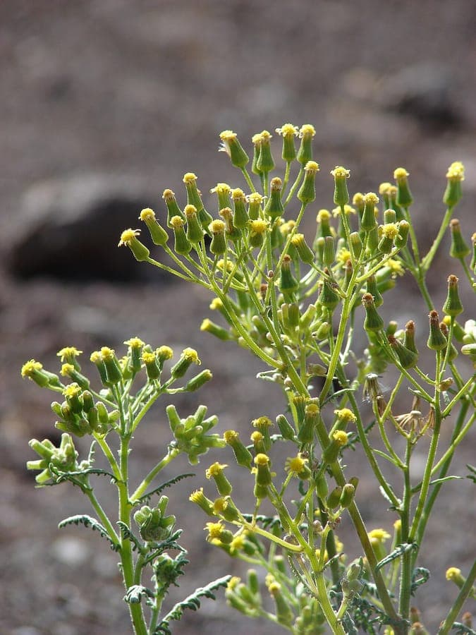 Senecio sylvaticus bosschaduwkruid met gele bloemen