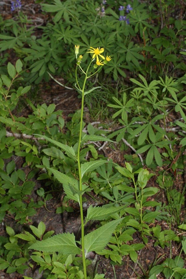 Séneçon triangulaire avec ses fleurs jaunes au bord d'un ruisseau