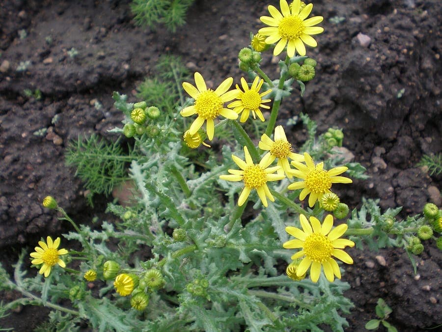 Senecio vernalis met gele bloemen