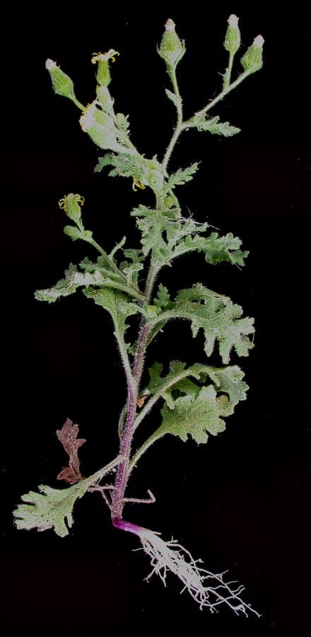 Gele bloemen van kleverig kruiskruid met plakkerige blad