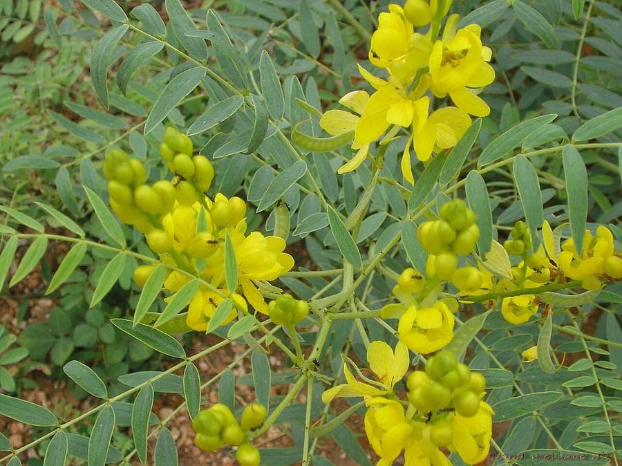 Senna alexandrina Egyptian senna yellow flowers