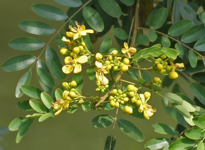 Senna siamea Baum mit gelben Blüten und feinen gefiederten Blättern