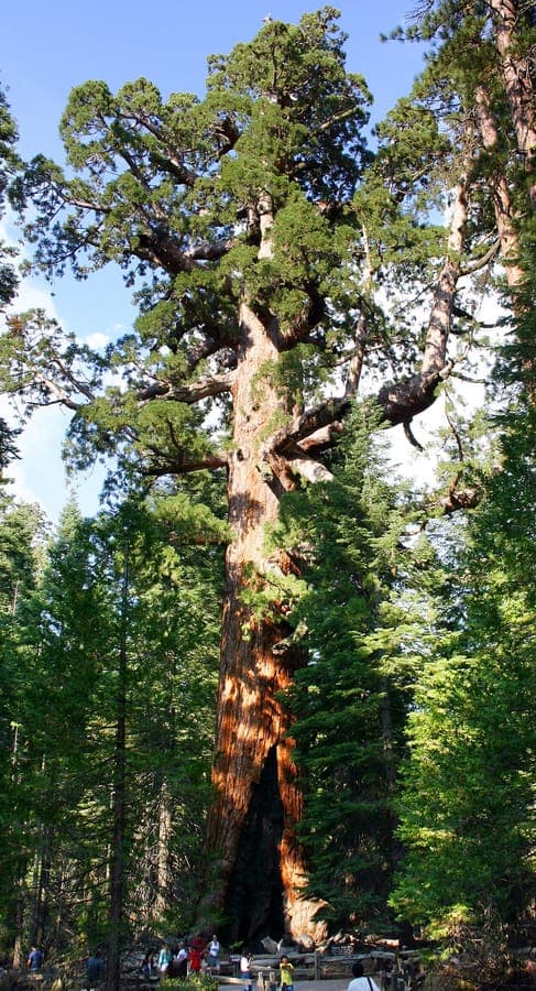 Majestic giant sequoia reaching toward the sky