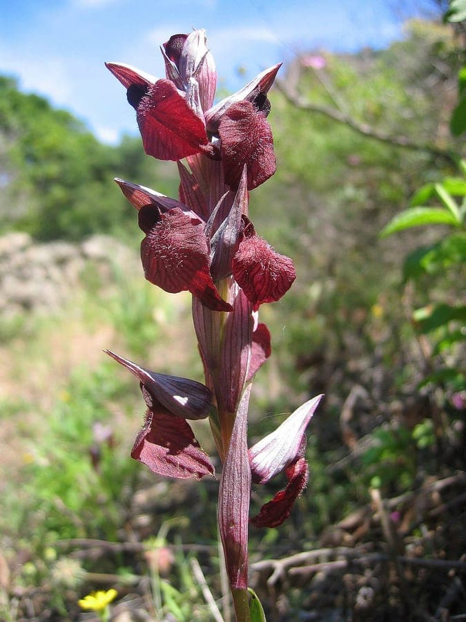 Heart-flowered serapias displaying dark reddish tongue-like flowers
