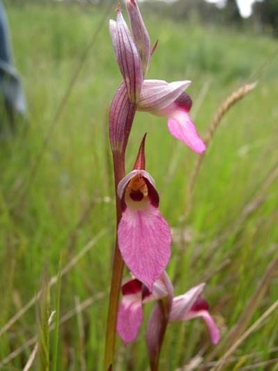 Tongorchis met karakteristieke rode bloemen en tong-vormige lip
