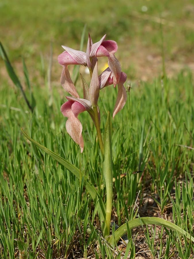 Serapias neglecta Blute zeigt braunpurpurne Farbung