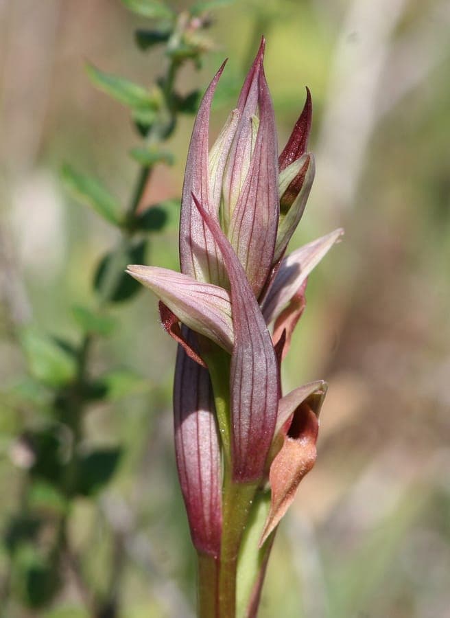 Small-flowered serapias with delicate purple tongue-like blooms