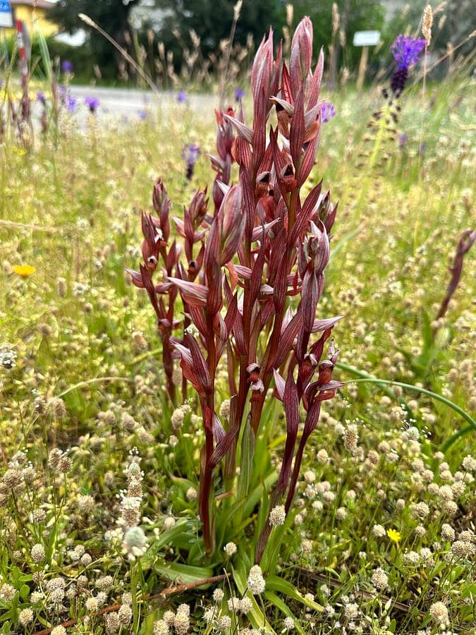 Lange Tongorchis (Serapias vomeracea) toont kenmerkende paarse-rode bloemen