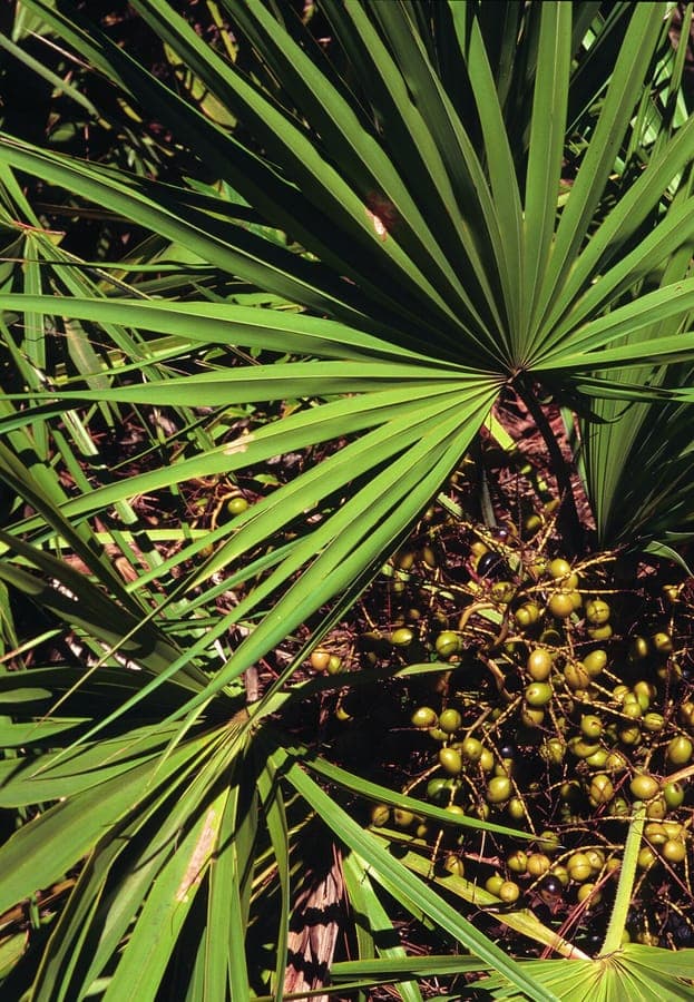Saw palmetto (Serenoa repens) with fan-shaped leaves in its natural Florida habitat