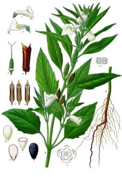 Sesame plant with pink-white flowers and seed pods