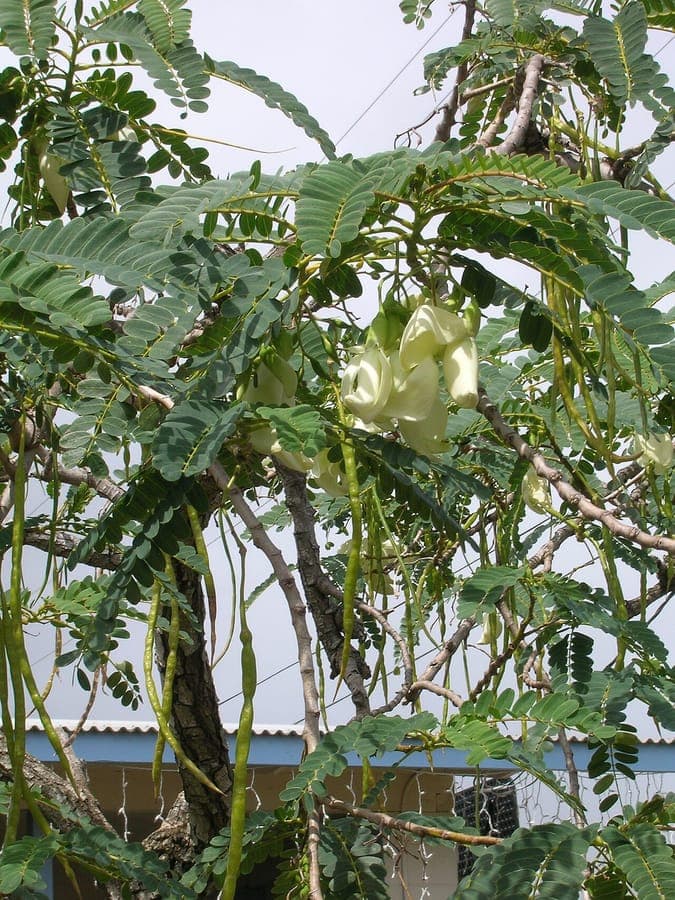 Sesbania grandiflora bluhender Baum