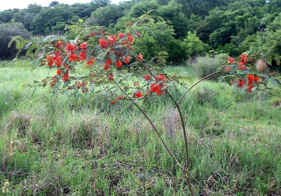 Sesbania punicea with vibrant red flowers in full bloom