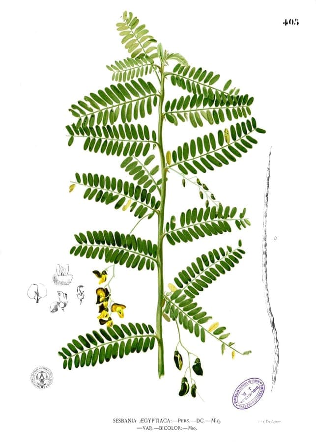 Sesbania sesban Blüten und Laub