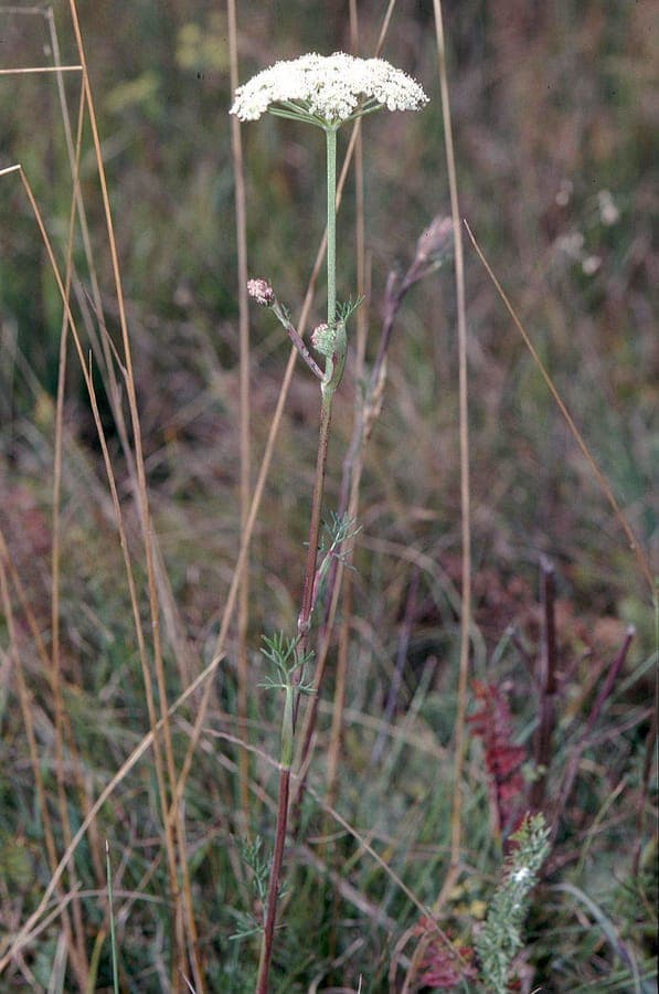 Seseli annuum mit feinem Laub und weissen Bluten