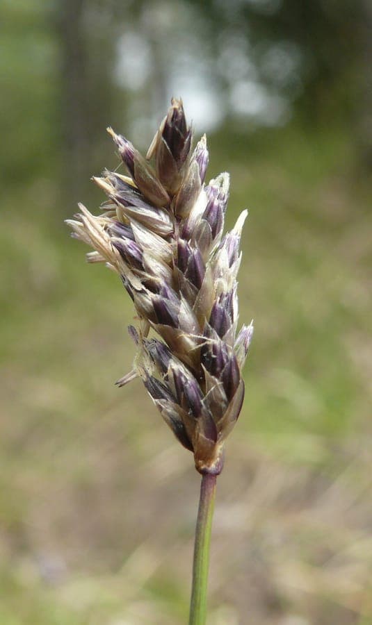 Blaugras mit seiner charakteristischen blauen Färbung in voller Blüte