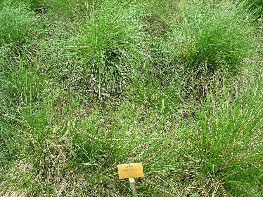 Blue Moor Grass growing in a shaded garden setting