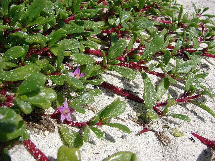 Sea-purslane spreads with fleshy leaves in coastal salt marshes