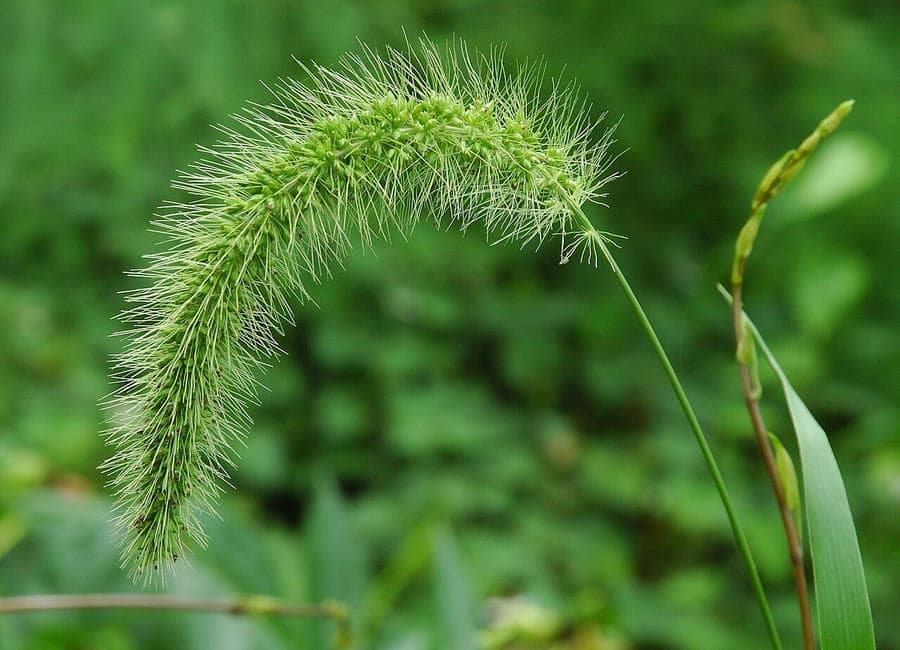 Chinese Foxtail displaying its characteristic drooping flower spikes