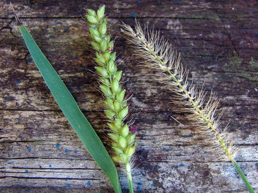 Smallflower Bristlegrass with fine flower structure