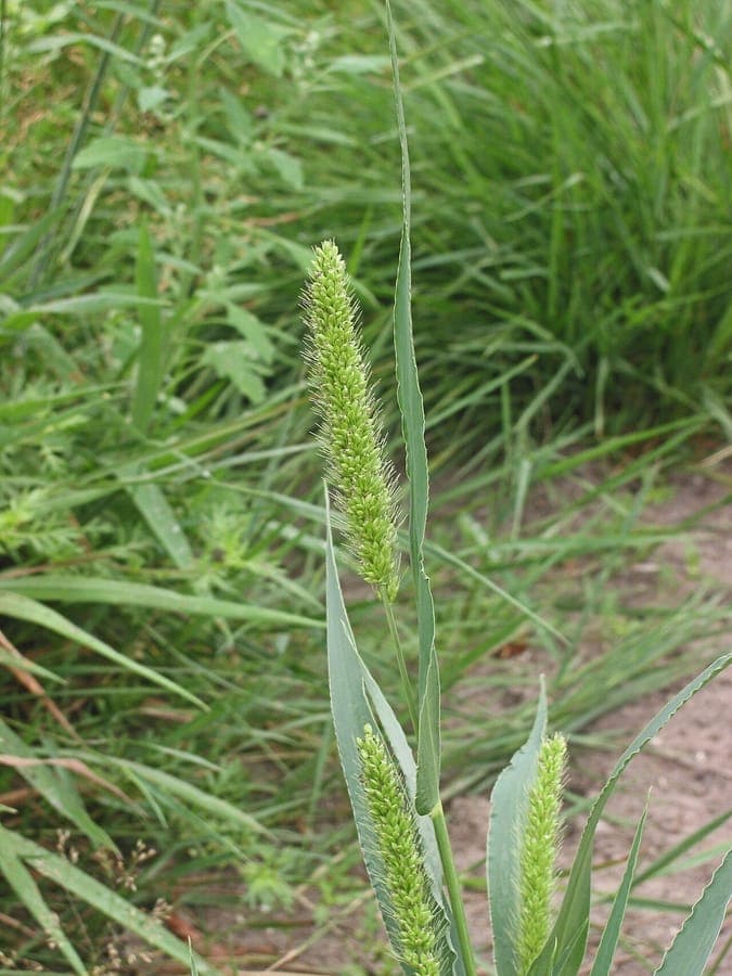 Green bristle-grass plant with distinctive green seed heads