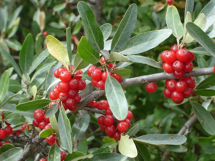 Shepherdia argentea displaying silvery leaves and red berries