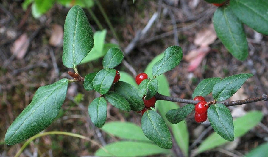 Shepherdia canadensis mit gelben Beeren und silbrig-grauen Blaettern