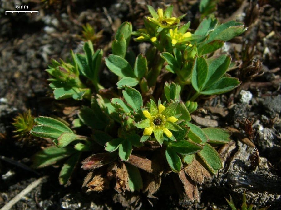 Sibbaldie couchée avec ses petites fleurs jaunes dans un jardin alpin