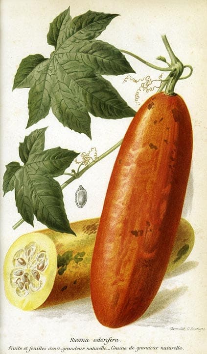Fruits jaunes de calebasse zombi suspendus aux tiges