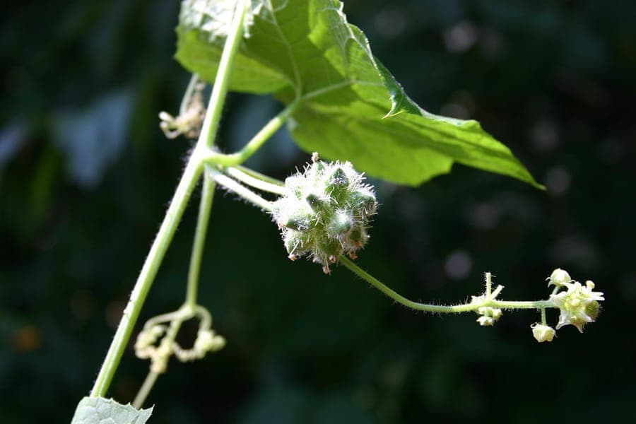Stachel-Gurke-Pflanze mit charakteristischen kantigen, stacheligen Früchten