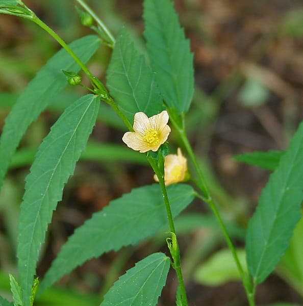 Sida acuta bloemen en blad