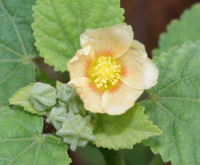 Country-mallow displaying yellow flowers and heart-shaped foliage