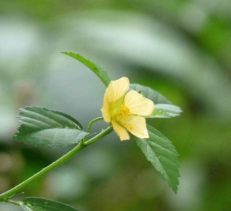 Cuban-jute with bright yellow flowers and green foliage